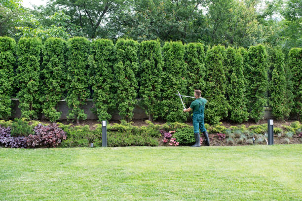 How Our Tree Care Process Works  in  Hudson Falls, NY